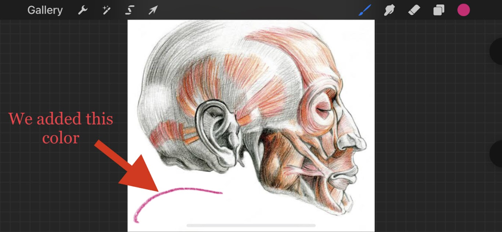 Use Apple Pencil to Add Color to Image on Procreate