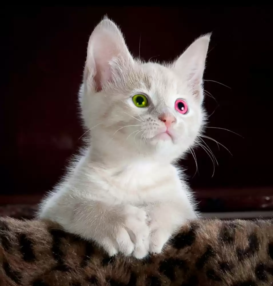 Blended Image of White Cat in Picsart